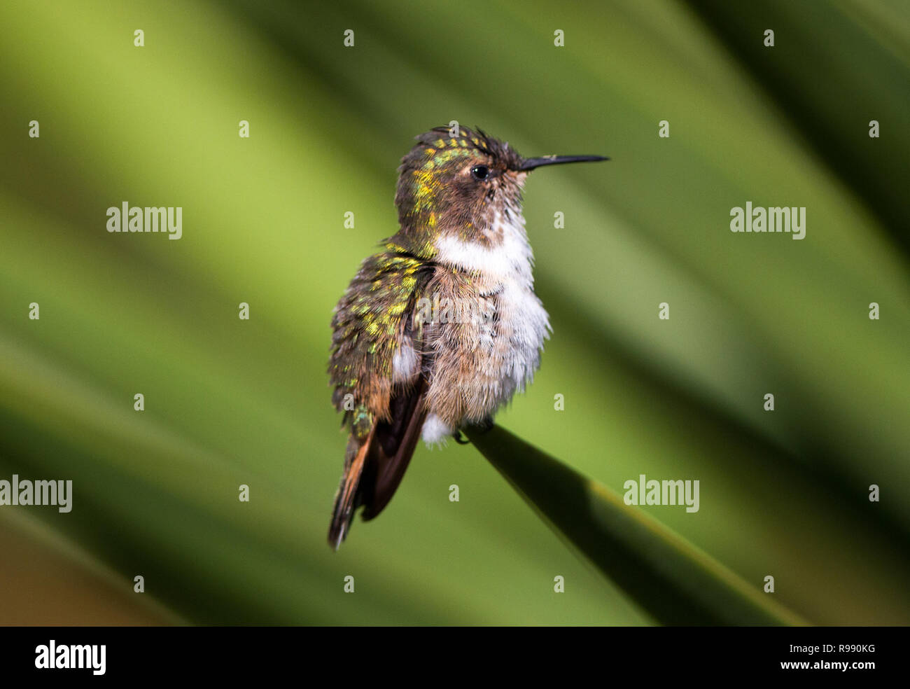 Violetheaded hummingbird (Klais guimeti Stock Photo Alamy