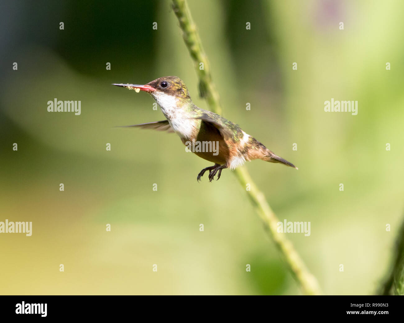  Coquette hi-res stock photography and images - Alamy