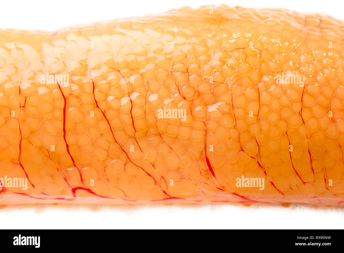 Roe sack hi-res stock photography and images - Alamy