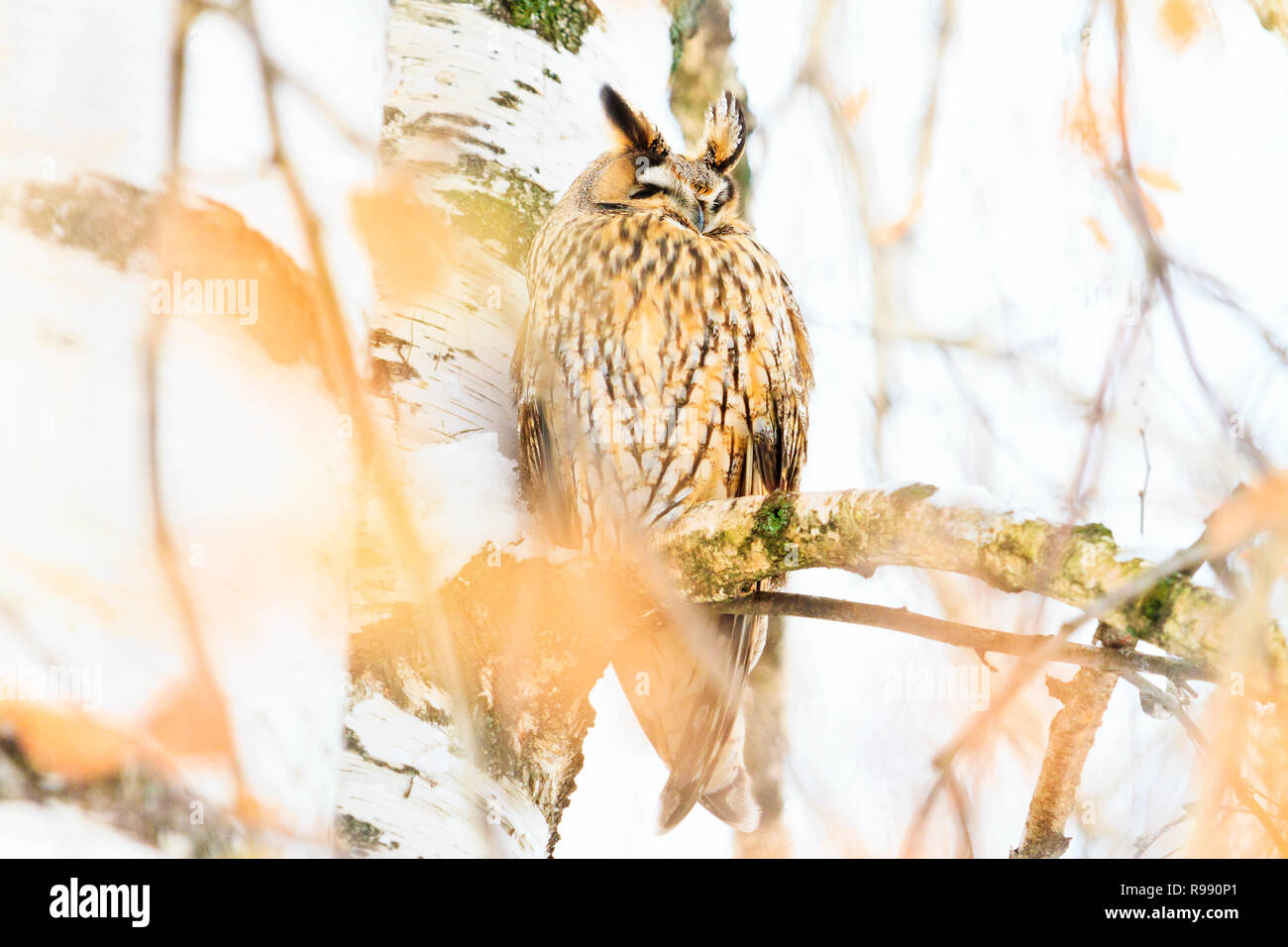 owl with ears sleeping sitting on a tree Stock Photo