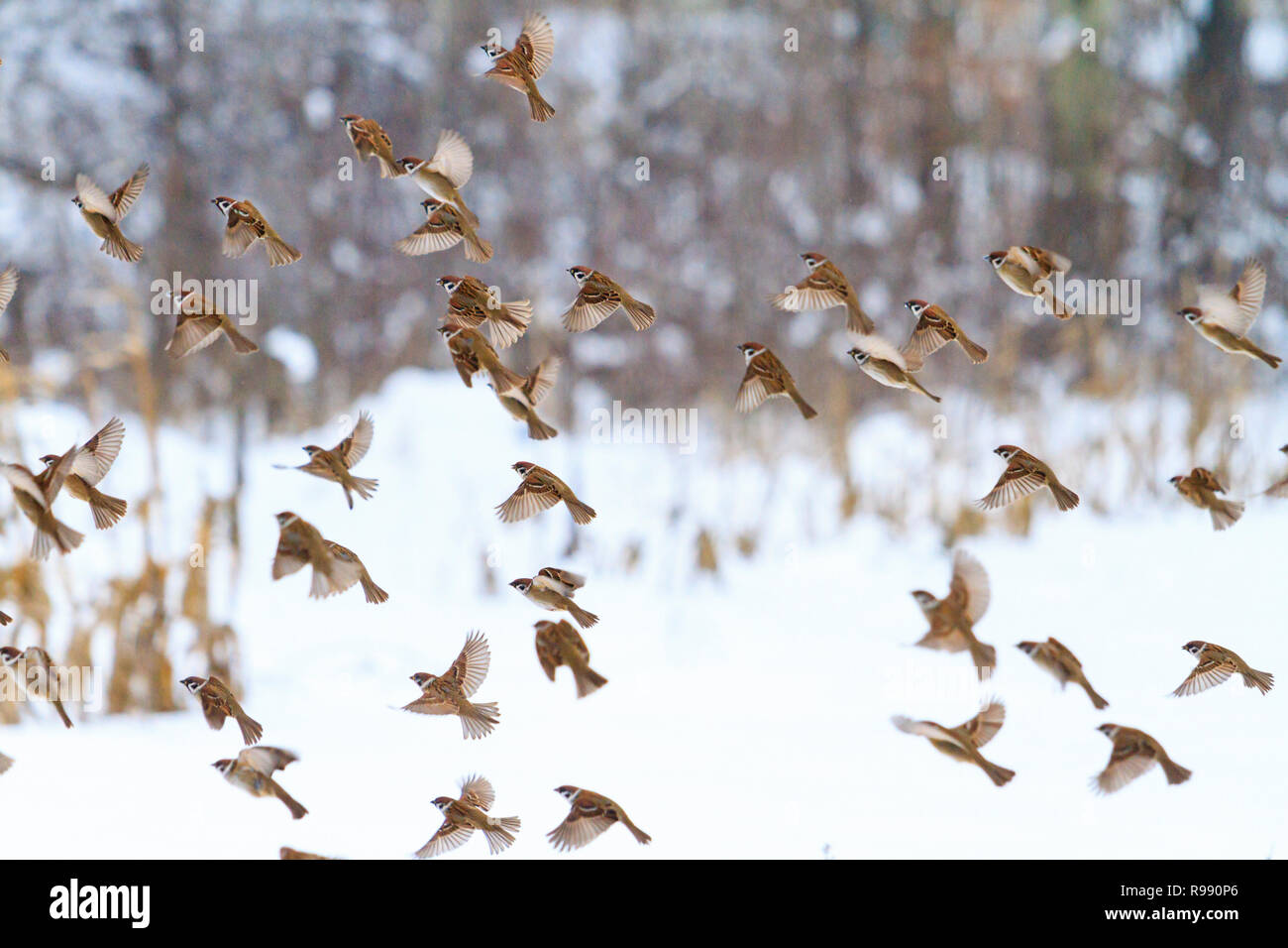 sparrow in flight on a winter day Stock Photo