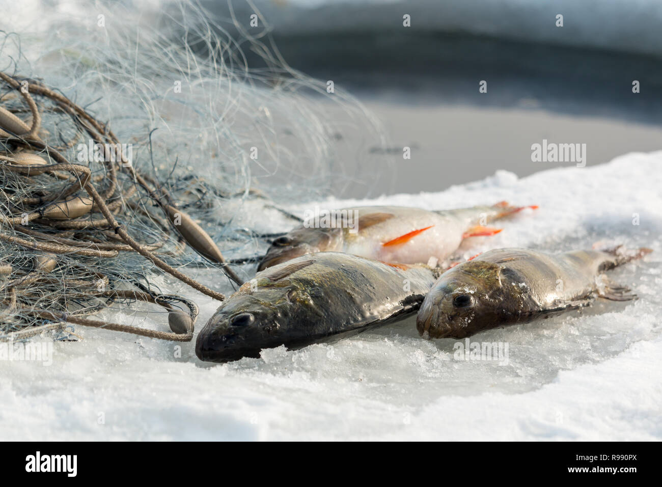 Gill Nets Stock Photos and Pictures - 1,290 Images