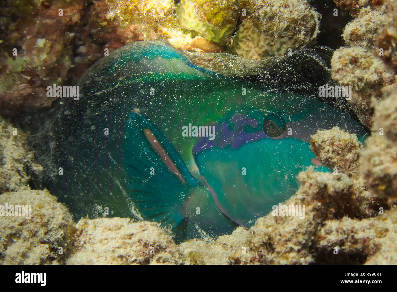 A parrot fish sleeping in its protective mucus bubble Stock Photo