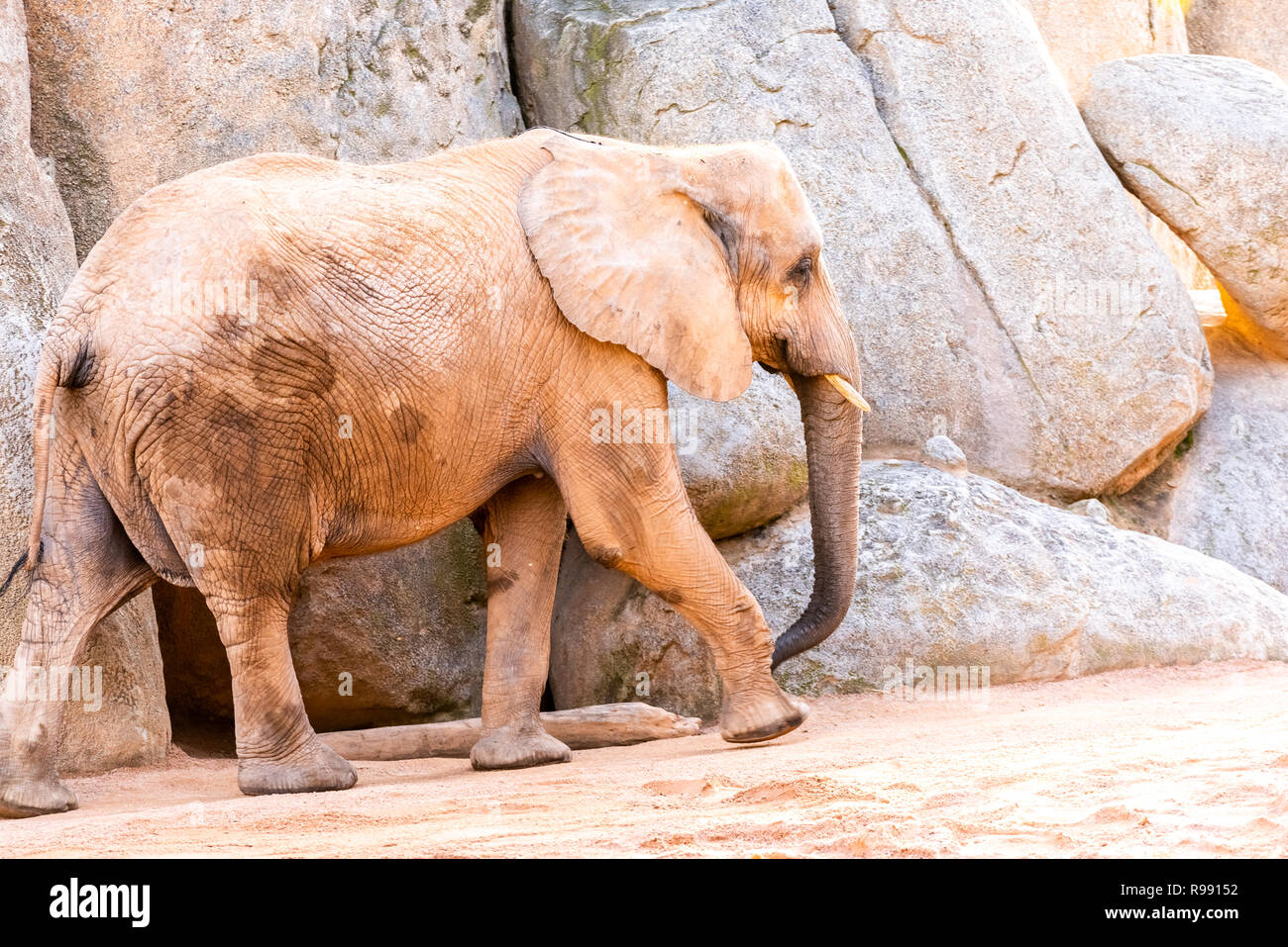 African wild animals in a zoo Stock Photo Alamy