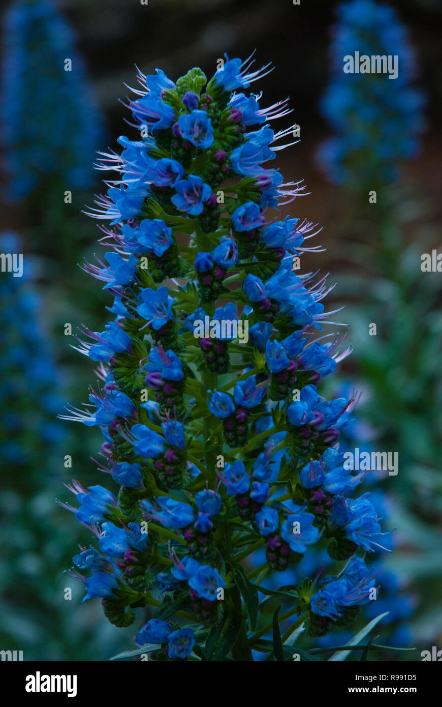 Close up of beautiful blue    tajinaste flower at Caldera de Taburiente National Park, La Palma, Canary Island, Spain Stock Photo