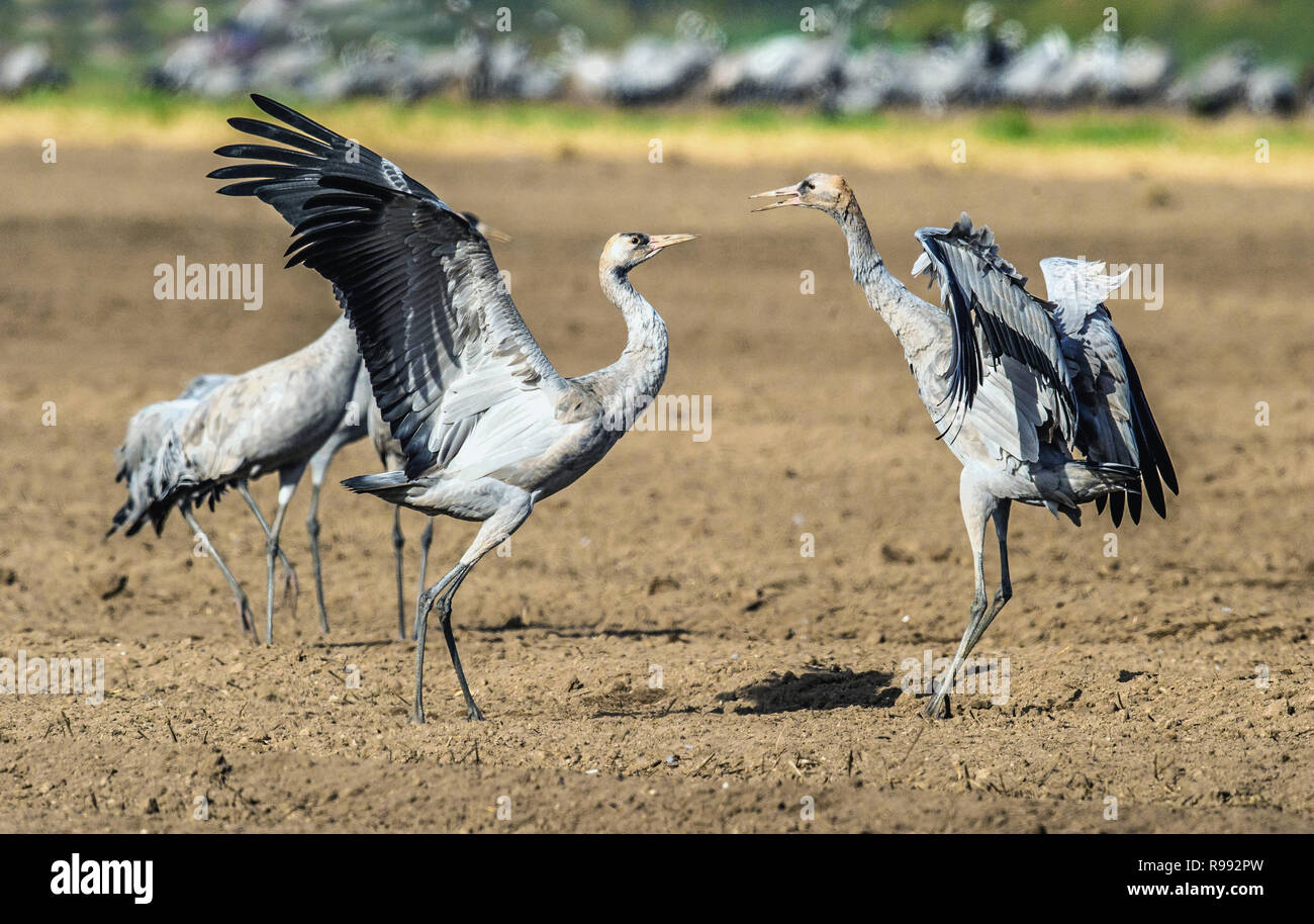 Dancing Cranes in arable field.  Common Crane or Eurasian crane, Scientific name: Grus grus, Grus communis. Stock Photo