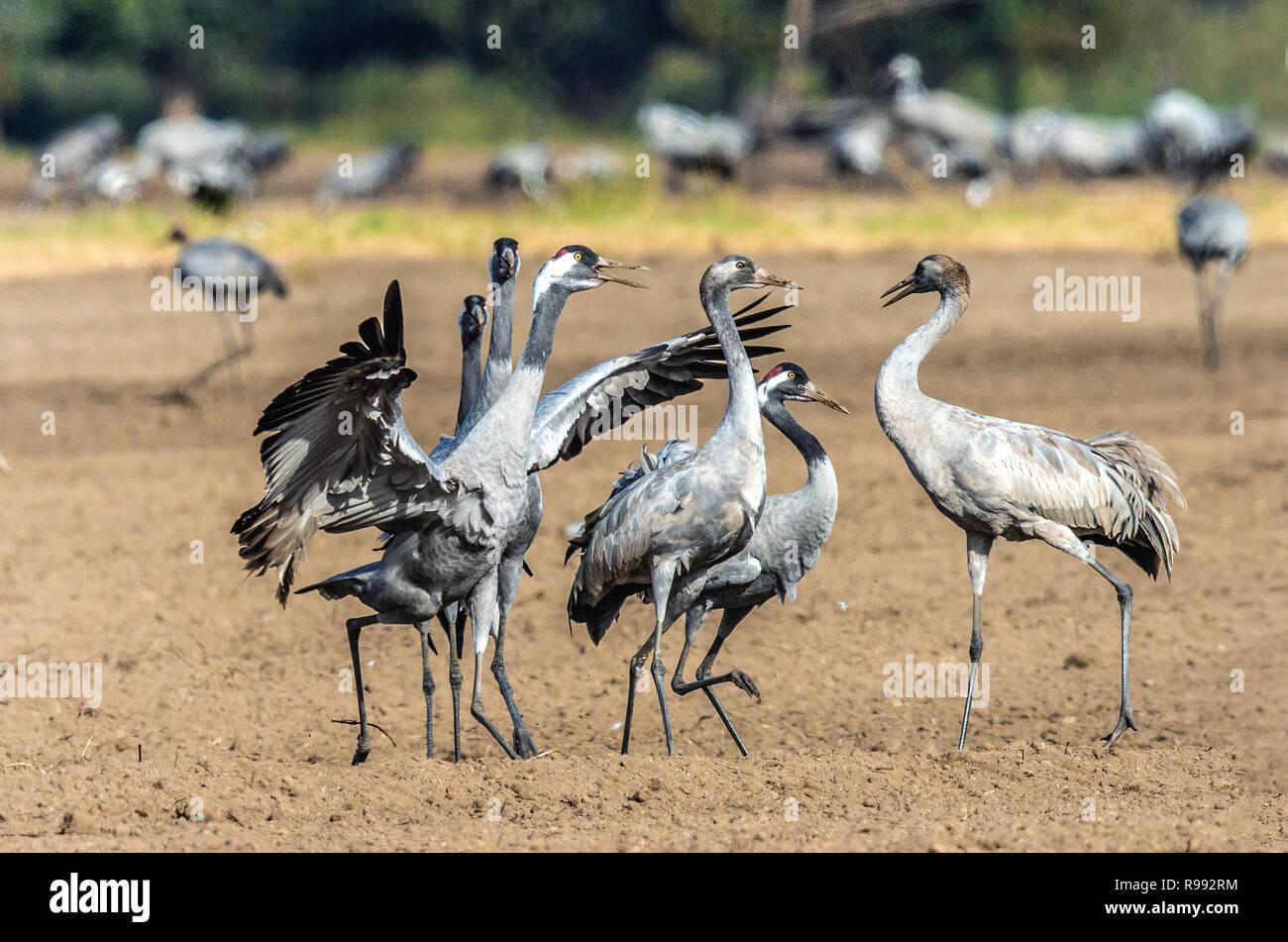 Dancing Cranes in arable field.  Common Crane or Eurasian crane, Scientific name: Grus grus, Grus communis. Stock Photo