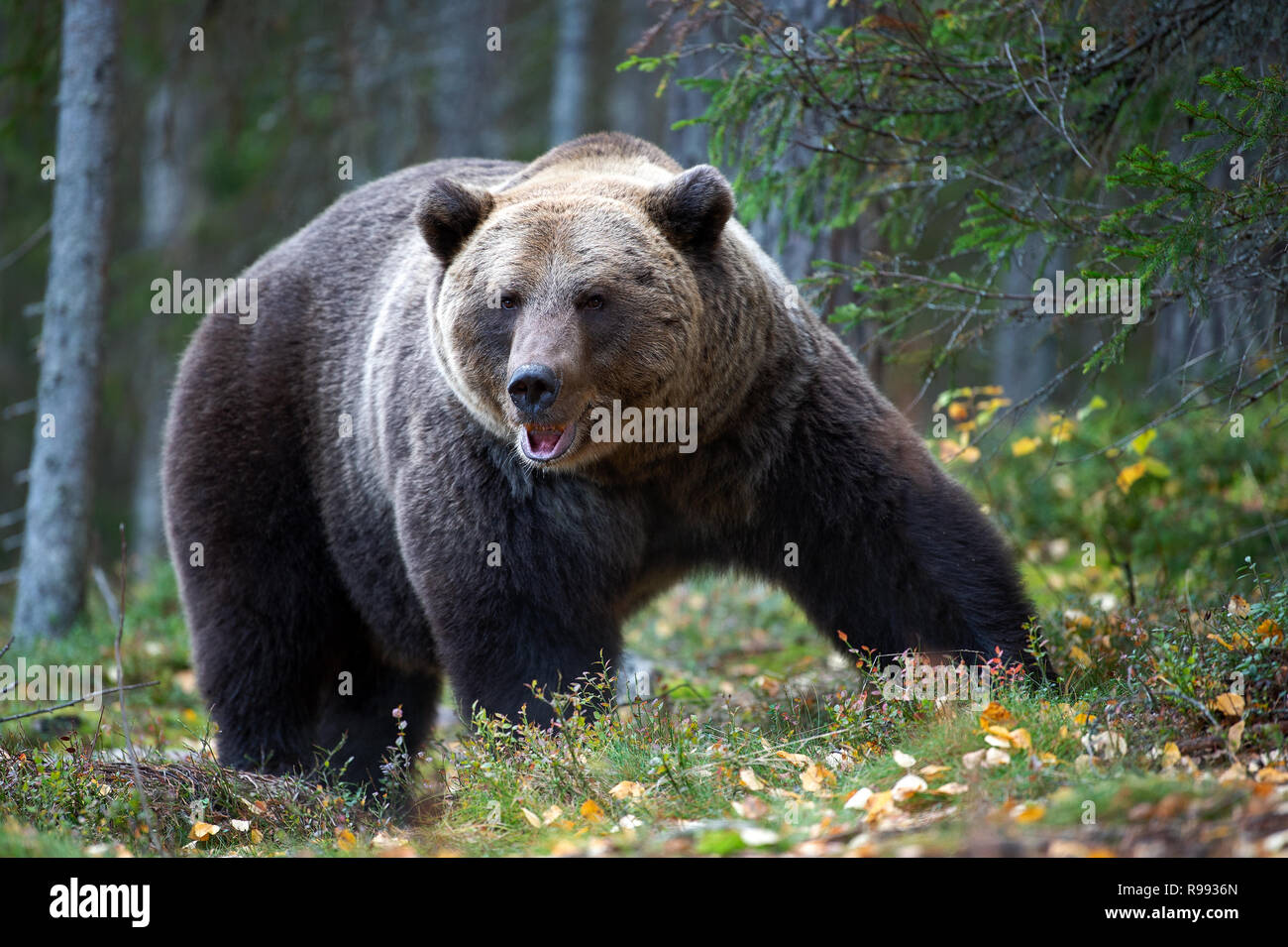 Brown bear in the autumn forest.  Scientific name: Ursus arctos. Natural habitat. Stock Photo