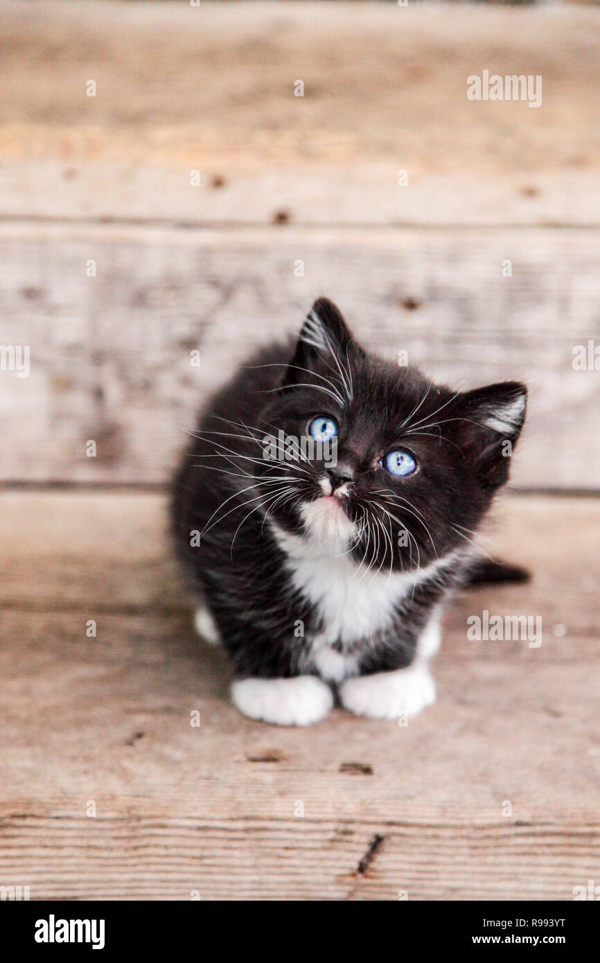 Black and white kitten with blue eyes sales