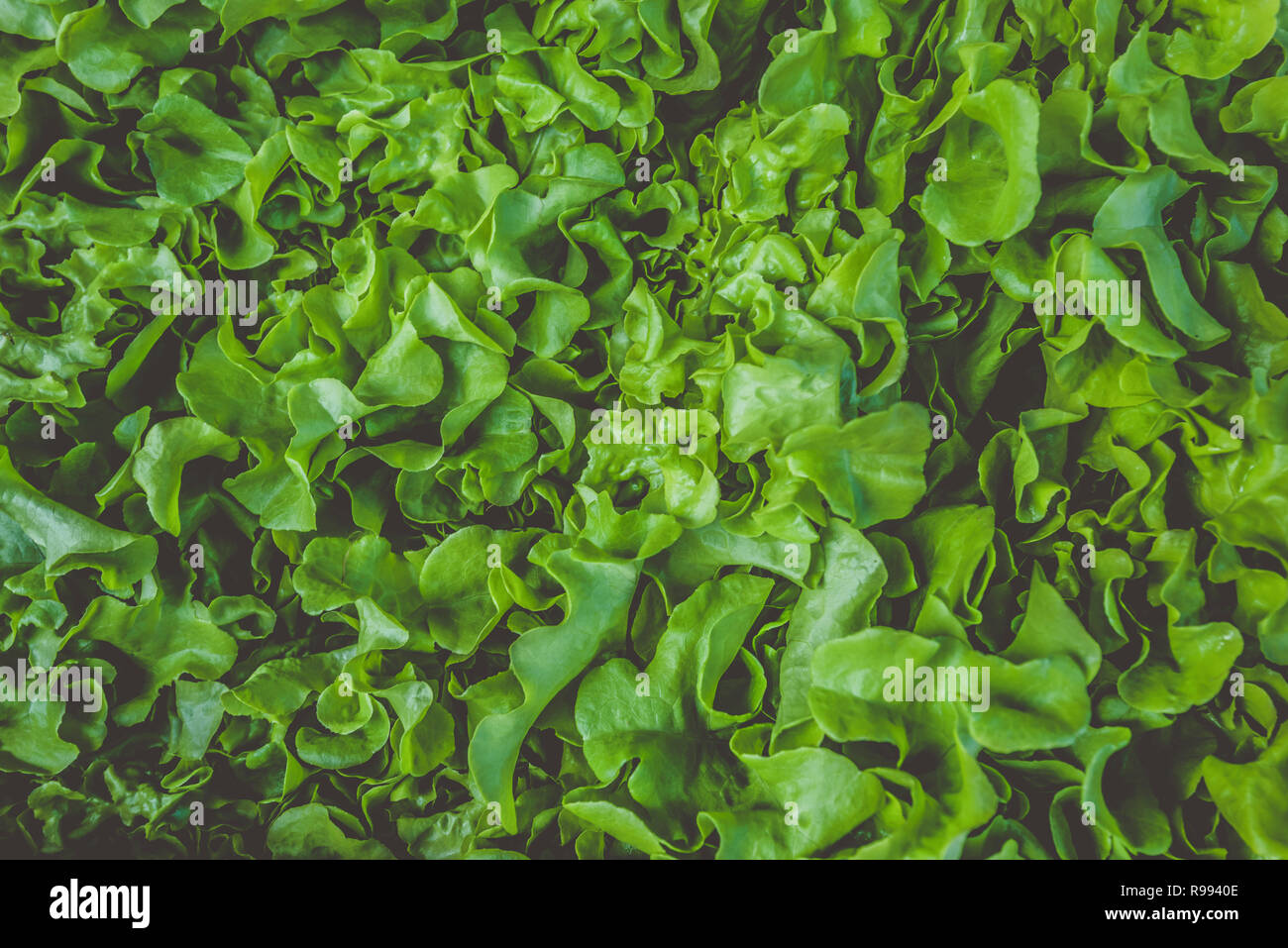 Green hydroponic organic salad vegetable in farm, Thailand. Selective focus Stock Photo