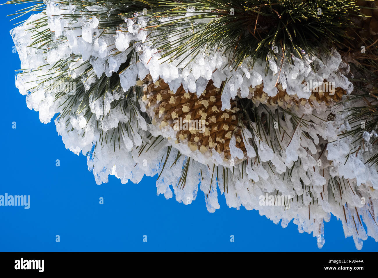 Close up of frozen pine needles and cones, on a cold winter day on top ...
