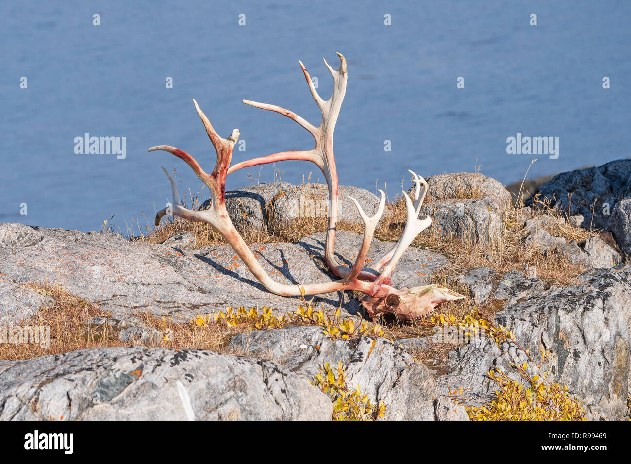 Caribou Skull and Antlers in the Remote Arctic Village of Itilleq