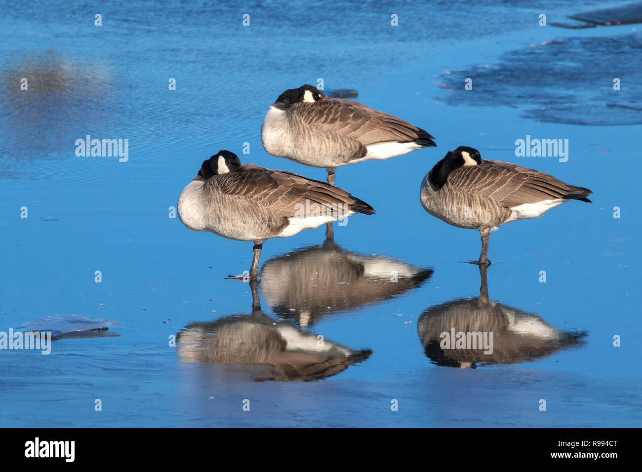 canada geese winter migration
