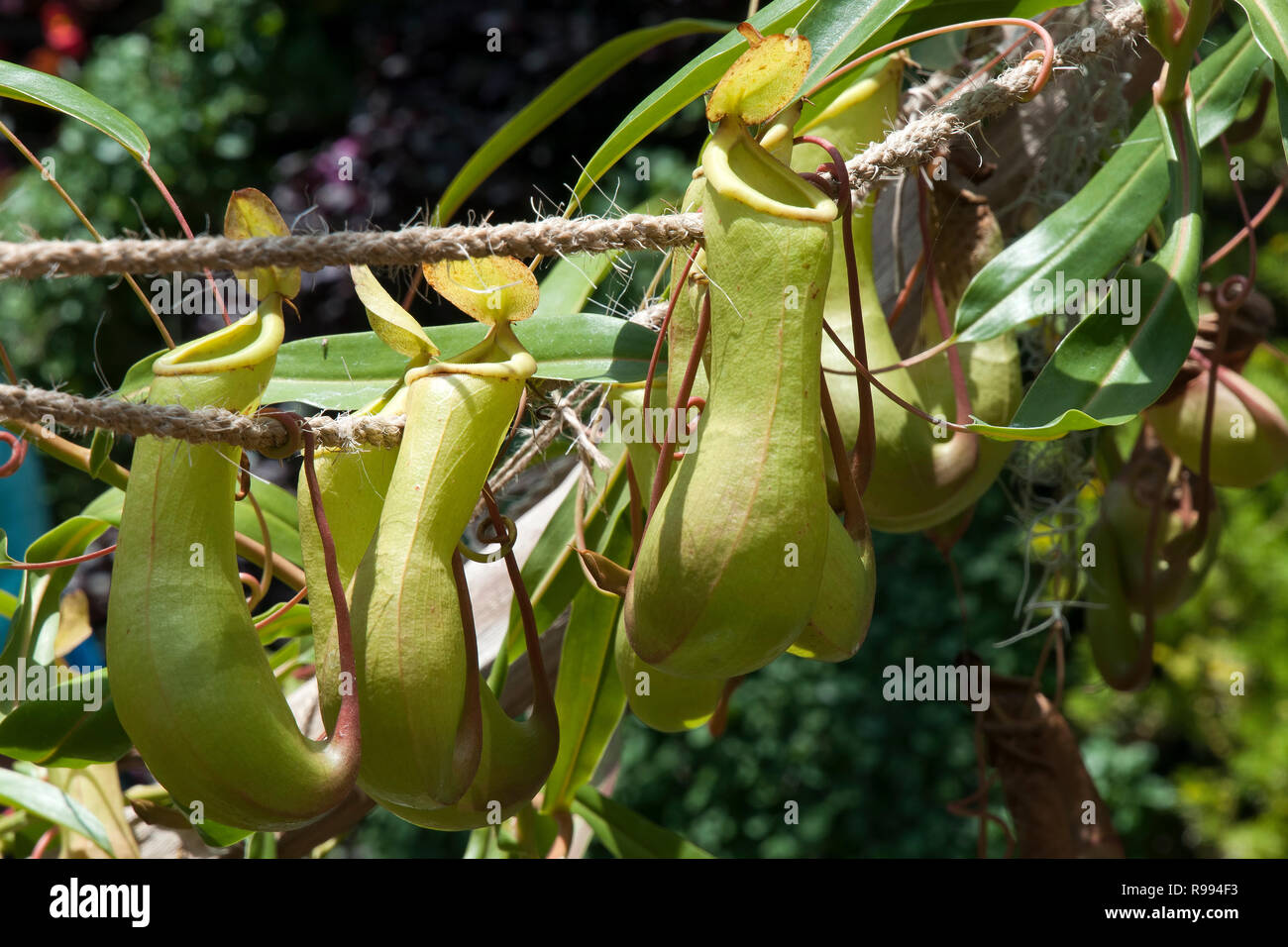 Sydney Australia, pitcher plant with hanging pods Stock Photo Alamy