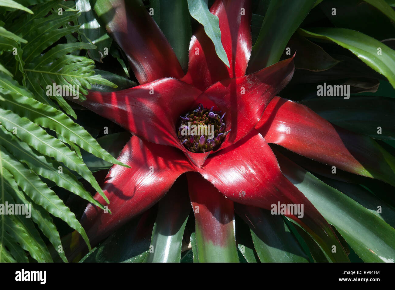 Sydney Australia, bright red center of a Neoregelia plant Stock Photo ...