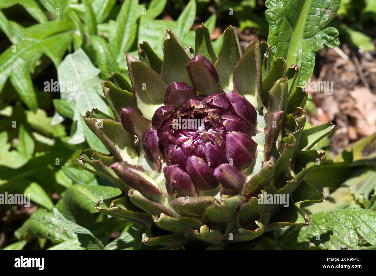 Sydney Australia, head on a globe artichoke plant in garden Stock Photo -  Alamy