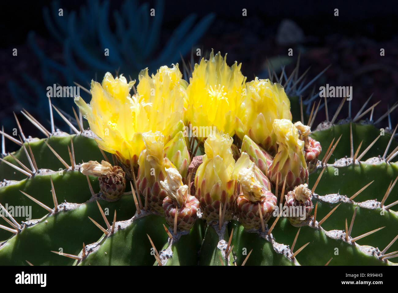 Sydney Australia, yellow flowering ferocactus schwarzii cactus Stock