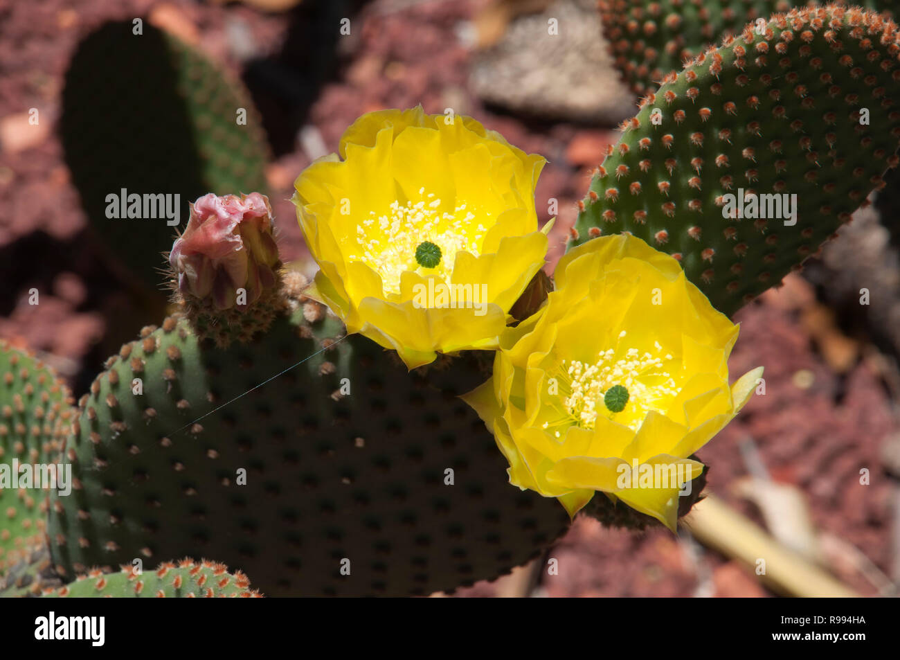 Sydney Australia, yellow flowering opuntia rufida cactus a native of