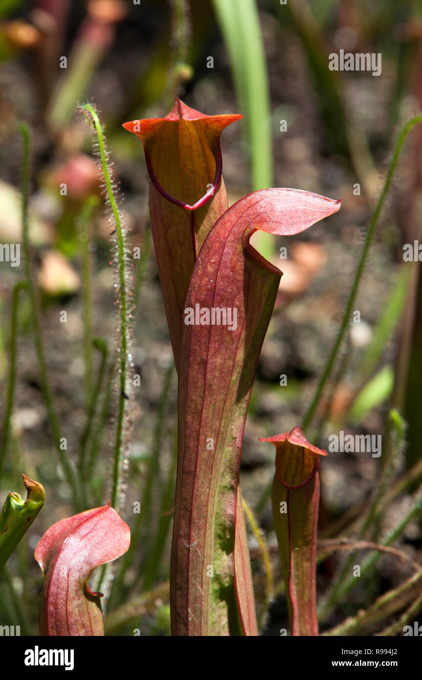 Sydney Australia, maroon pitfall pitcher plants Stock Photo Alamy