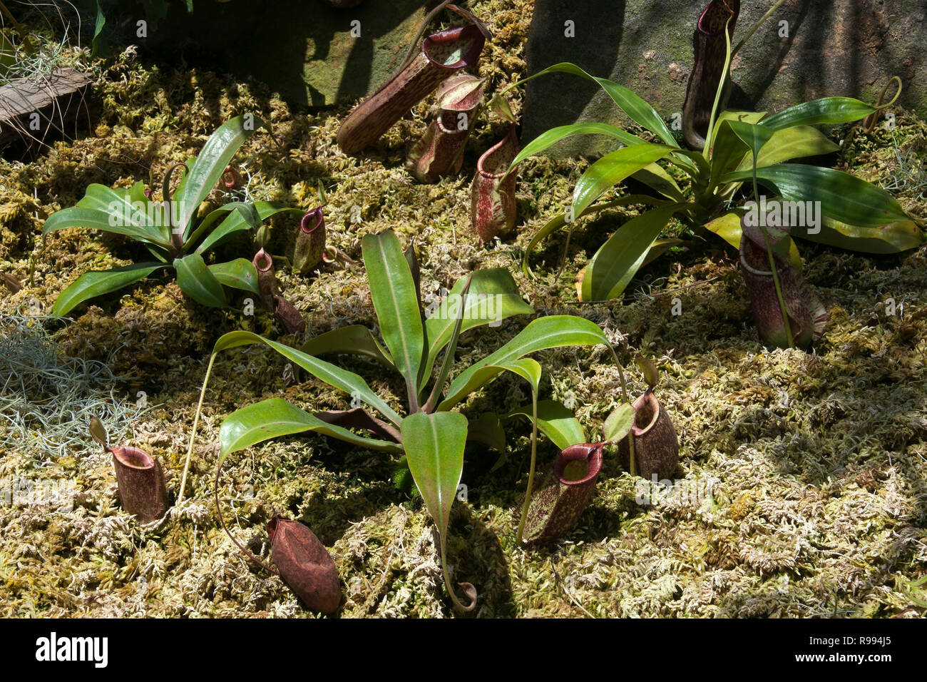 Sydney Australia, Hanging pitcher plants growing on flower bed Stock