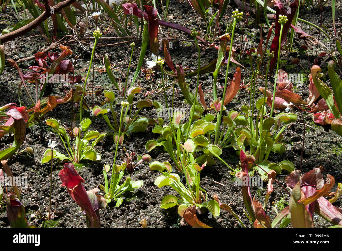 Ground pitcher plants hi-res stock photography and images - Alamy
