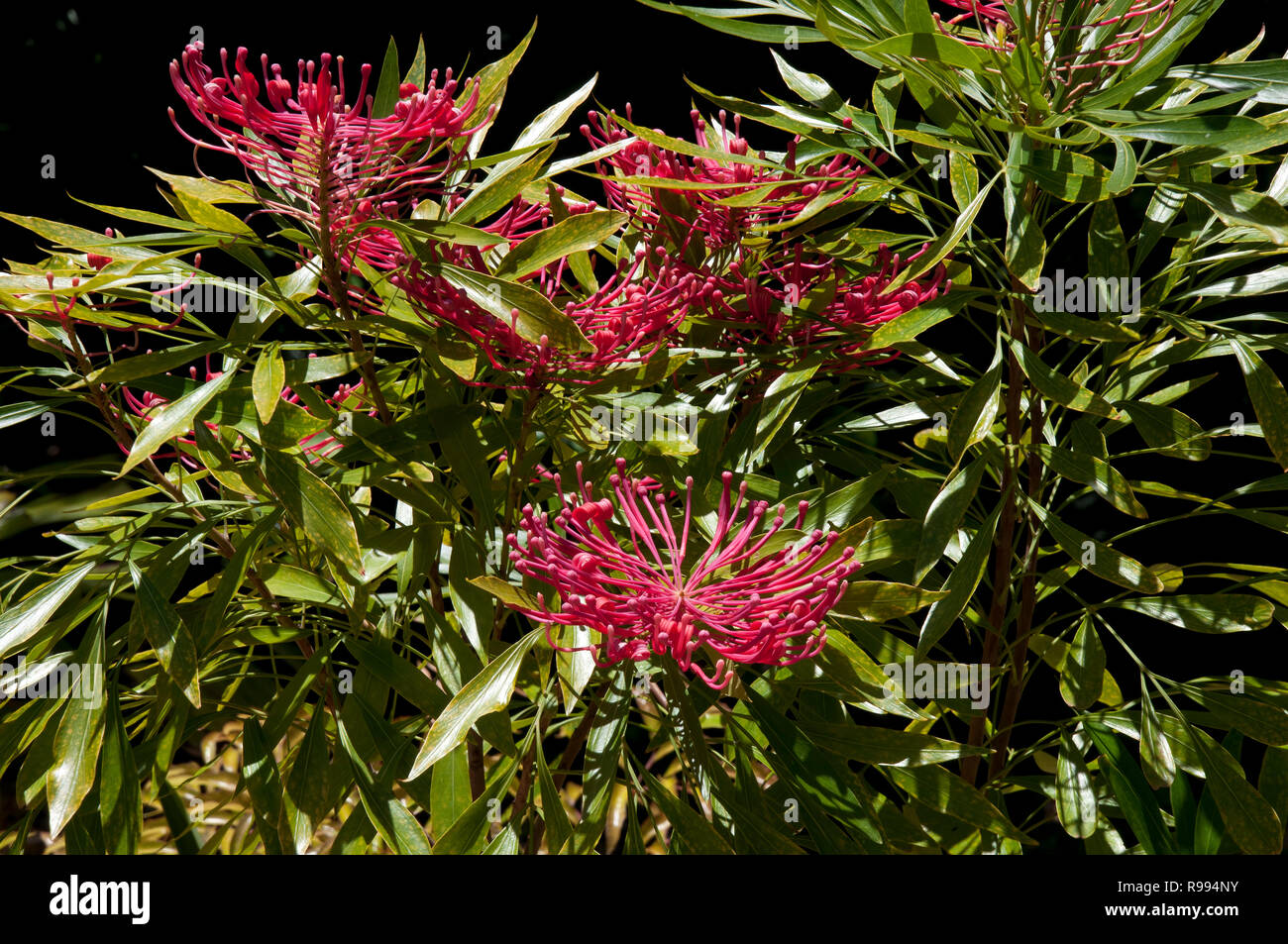 Sydney Australia, flowering dorrigo waratah tree native to NSW and Queensland Stock Photo