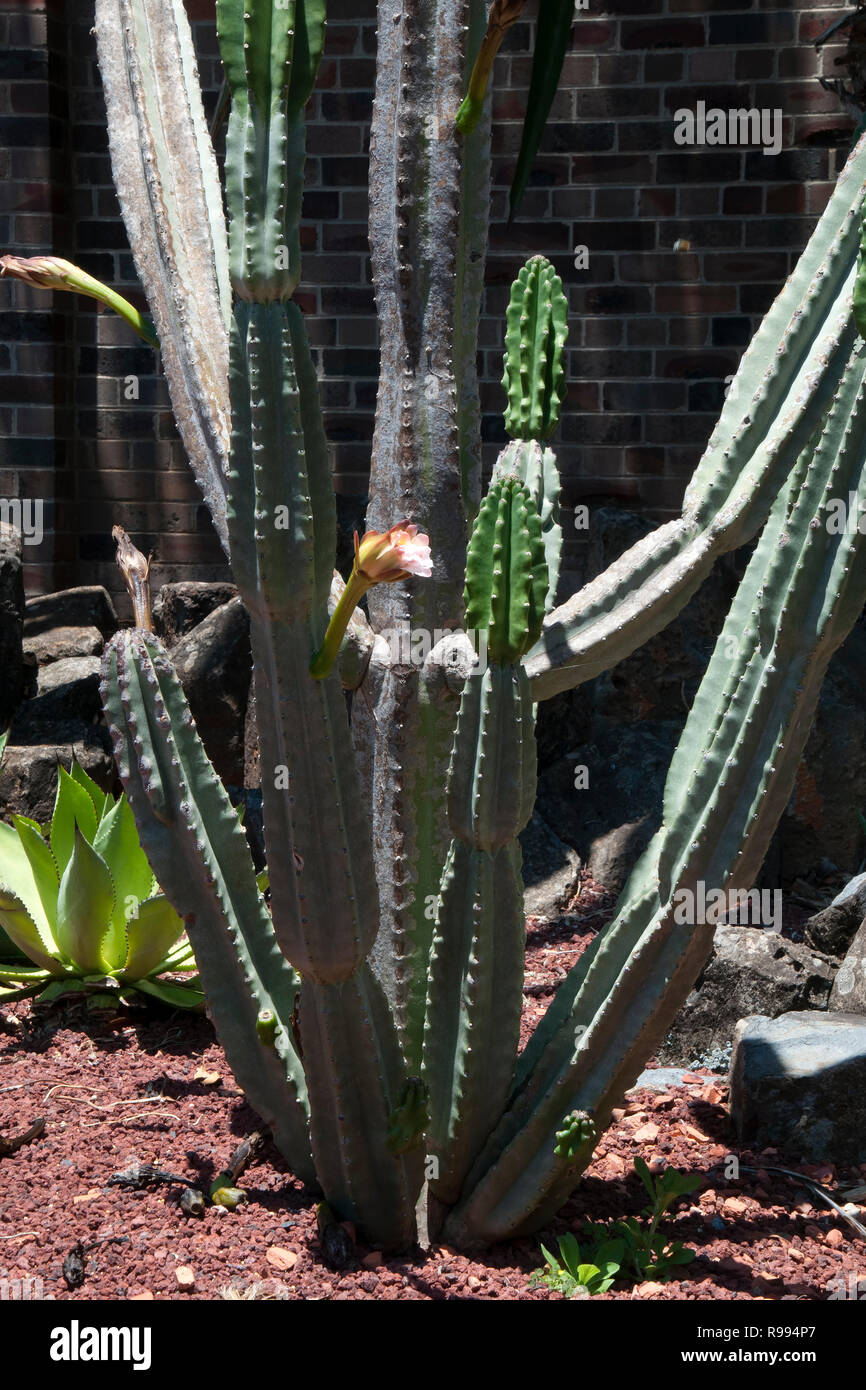 Sydney Australia, tall torch cactus with flower opening Stock Photo Alamy