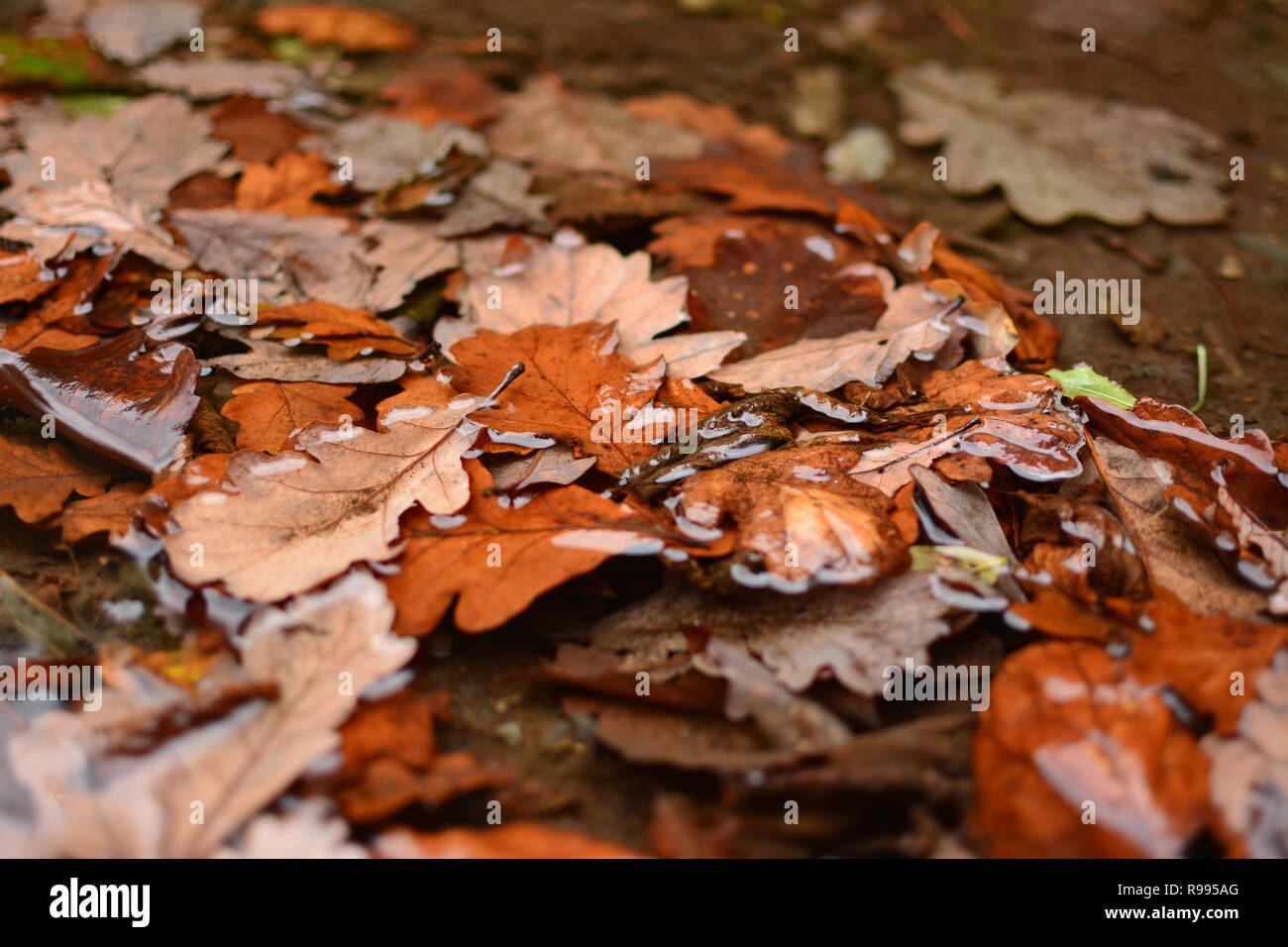 Wet Autumn Leaves Stock Photo
