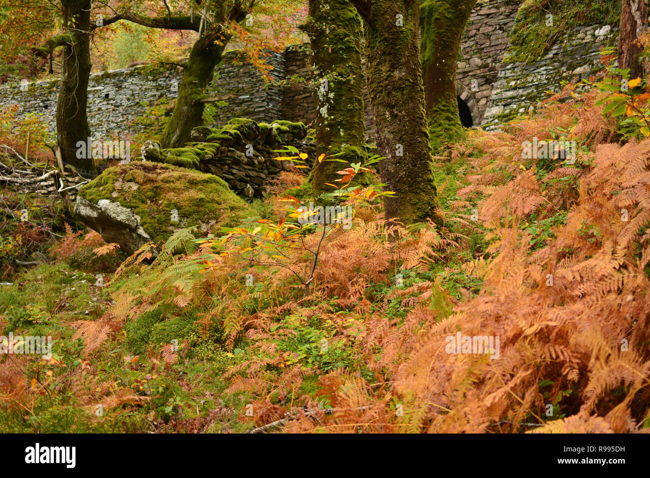 Temperate Rain Forest, Coed Ty coch with Ffestiniog Railway Embankment Stock Photo