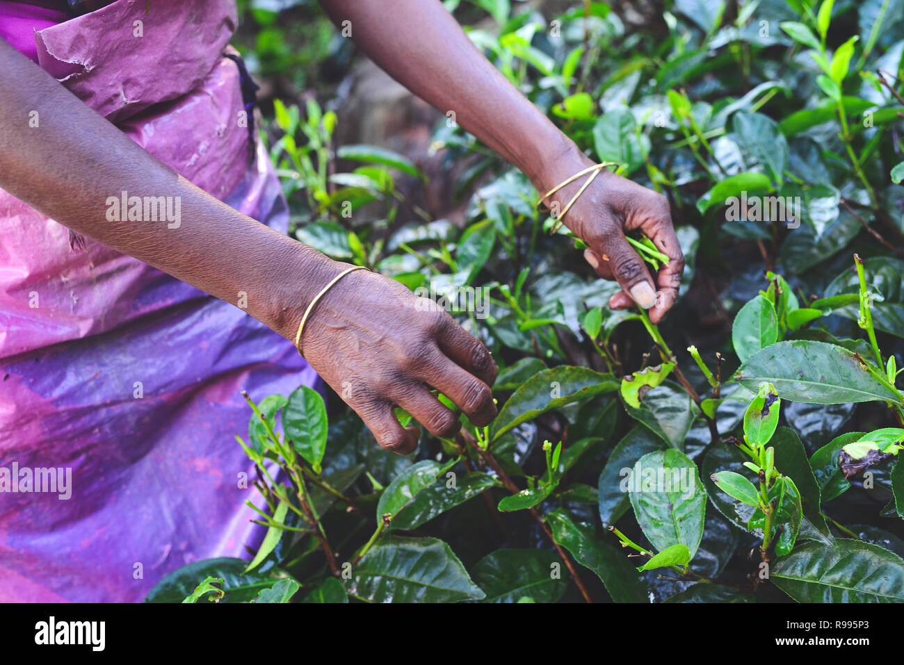Women tea plantation workers collect the top tiers of the leaves and most delicate shoots to make white and green Ceylon tea. Stock Photo