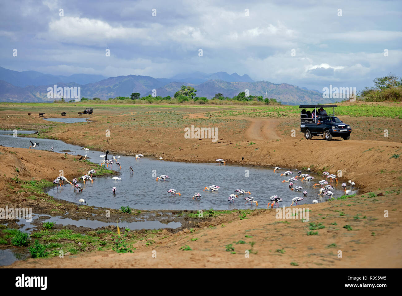Safari jeep and painted storks (Mycteria leucocephala) in the water. Udawalawe National Park, on the boundary of Sabaragamuwa and Uva Provinces, in Sr Stock Photo