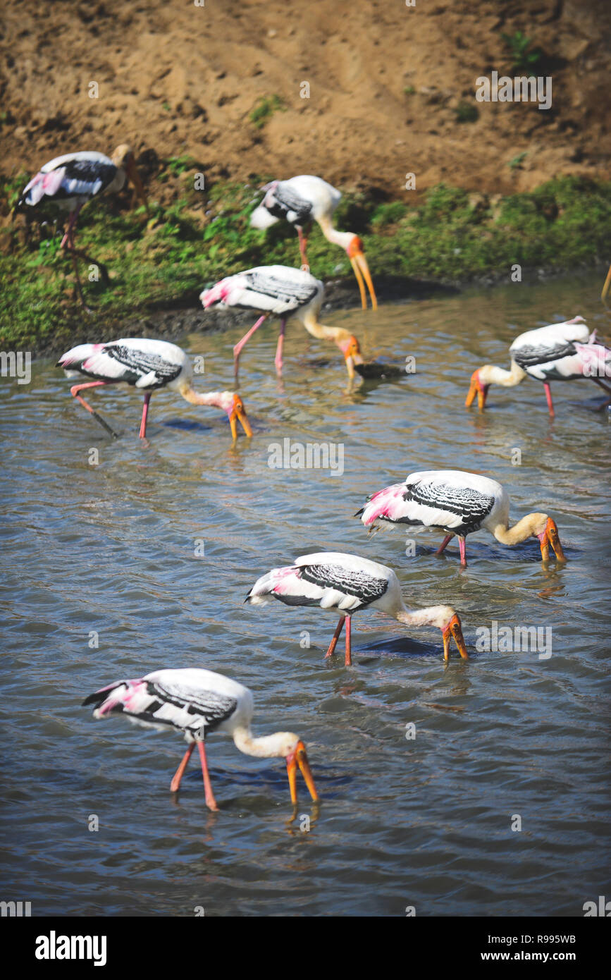 Painted storks (Mycteria leucocephala) in the water. Udawalawe National Park, on the boundary of Sabaragamuwa and Uva Provinces, in Sri Lanka. Stock Photo