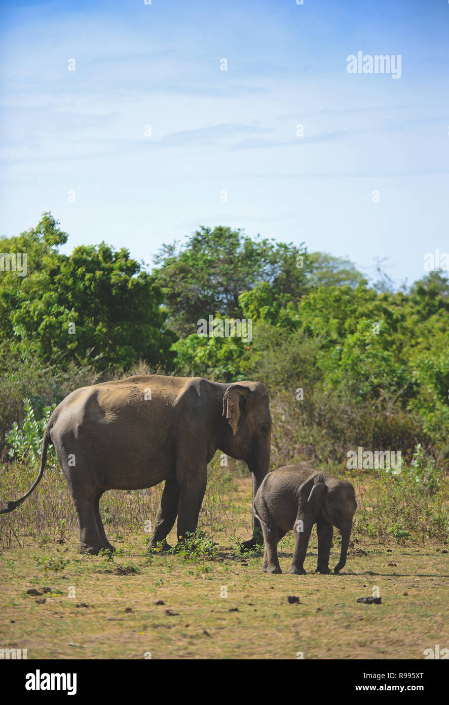 Sri Lankan elephant (Elephas maximus maximus) in Udawalawe National Park, on the boundary of Sabaragamuwa and Uva Provinces, in Sri Lanka. Stock Photo