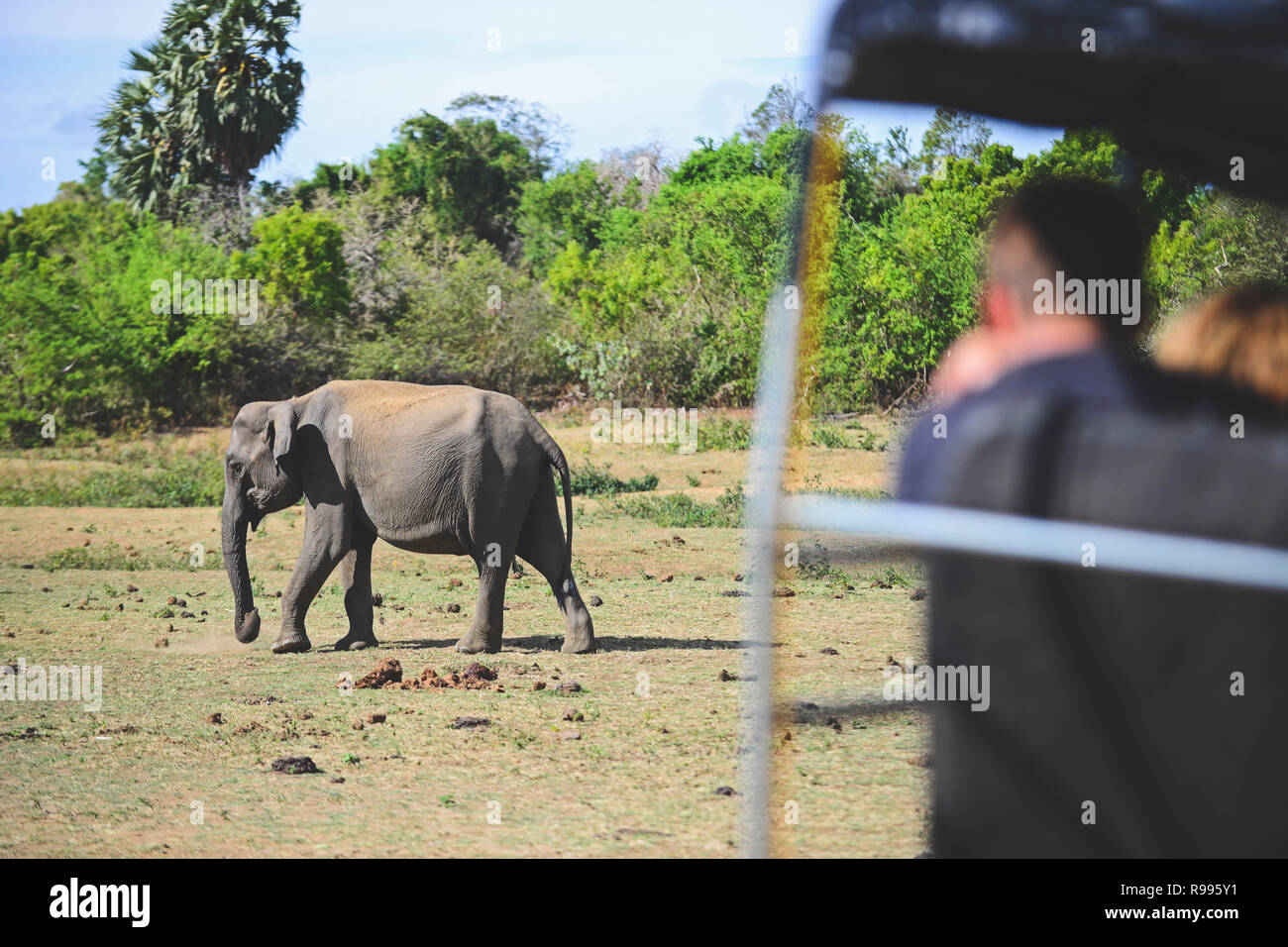 Sri Lankan elephant (Elephas maximus maximus) and safari jeep in Udawalawe National Park, on the boundary of Sabaragamuwa and Uva Provinces, in Sri La Stock Photo