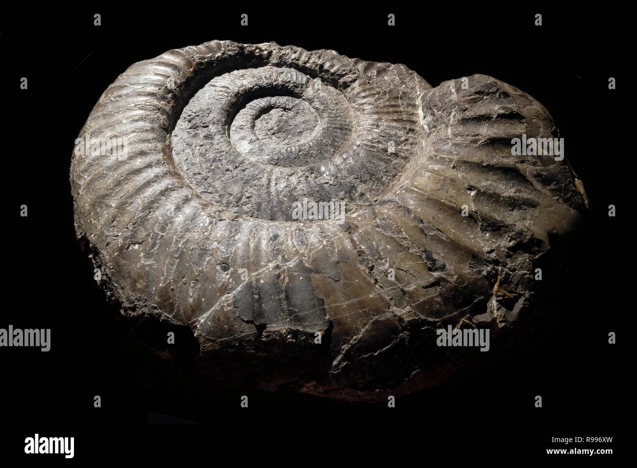 Jurassic Perisphinctes ammo-nite fossil. Middle Oxfordian age ( about 160 million years ago) Ammonoids are an extinct group of marine mollusc animals in the subclass Ammonoidea of the class Cephalopoda. Stock Photo