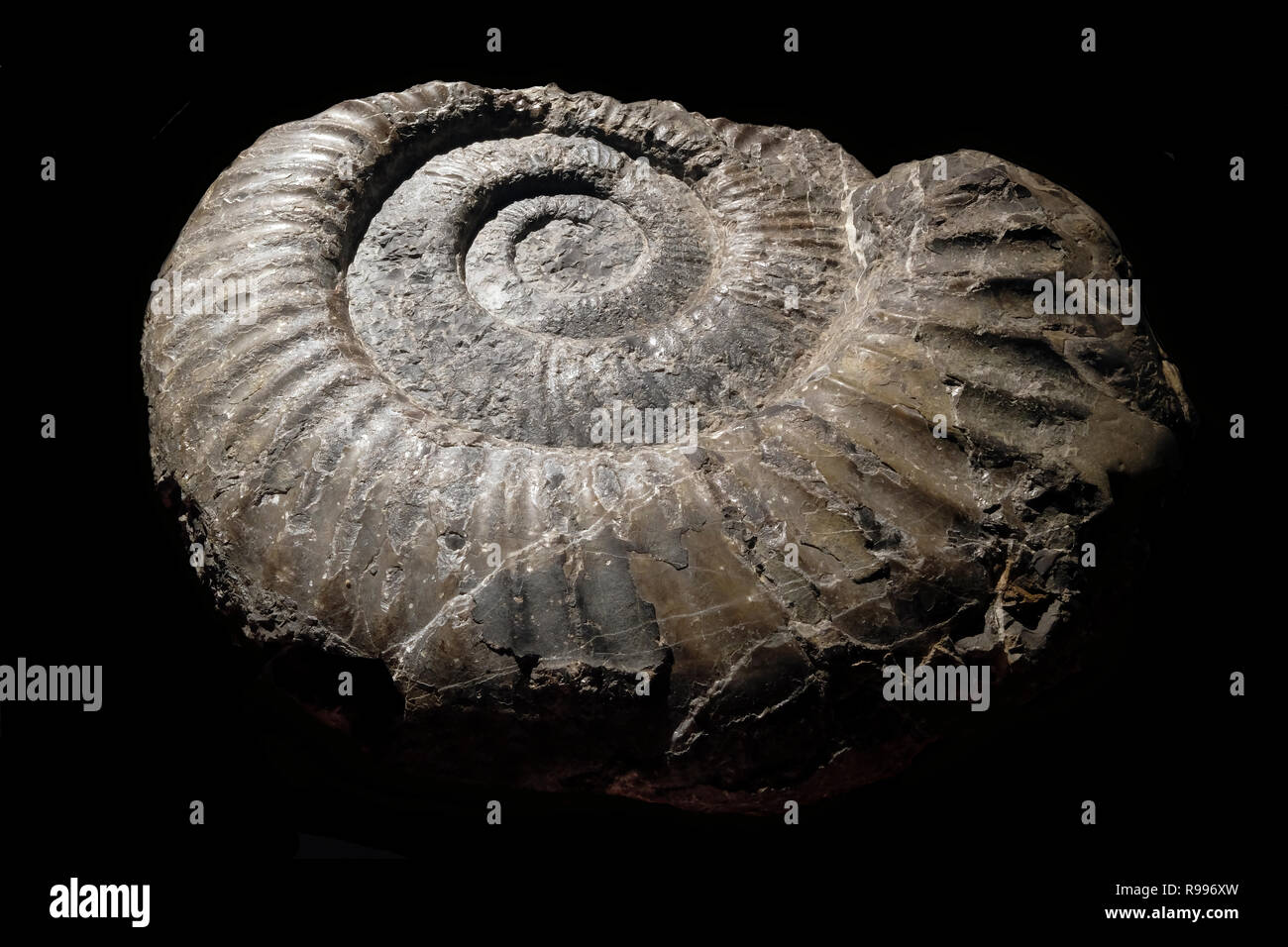 Perisphinctes Ammonite High Resolution Stock Photography and Images - Alamy