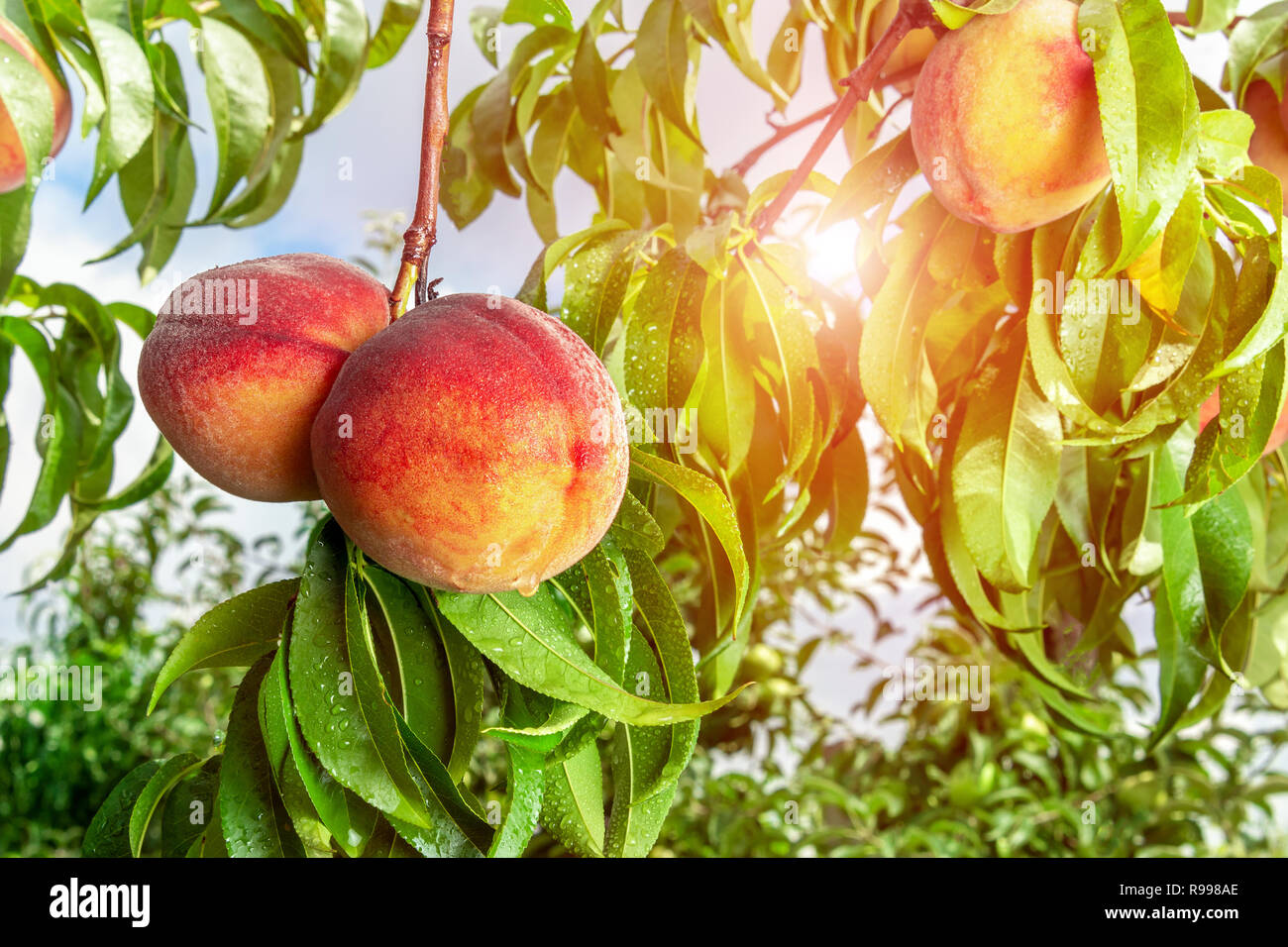 ripened peaches closeup on a tree branch with leaves. Fruit farm