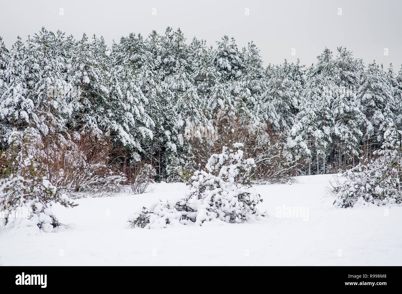 Winter pine forest covered with white snow under dark snowy skies Stock ...