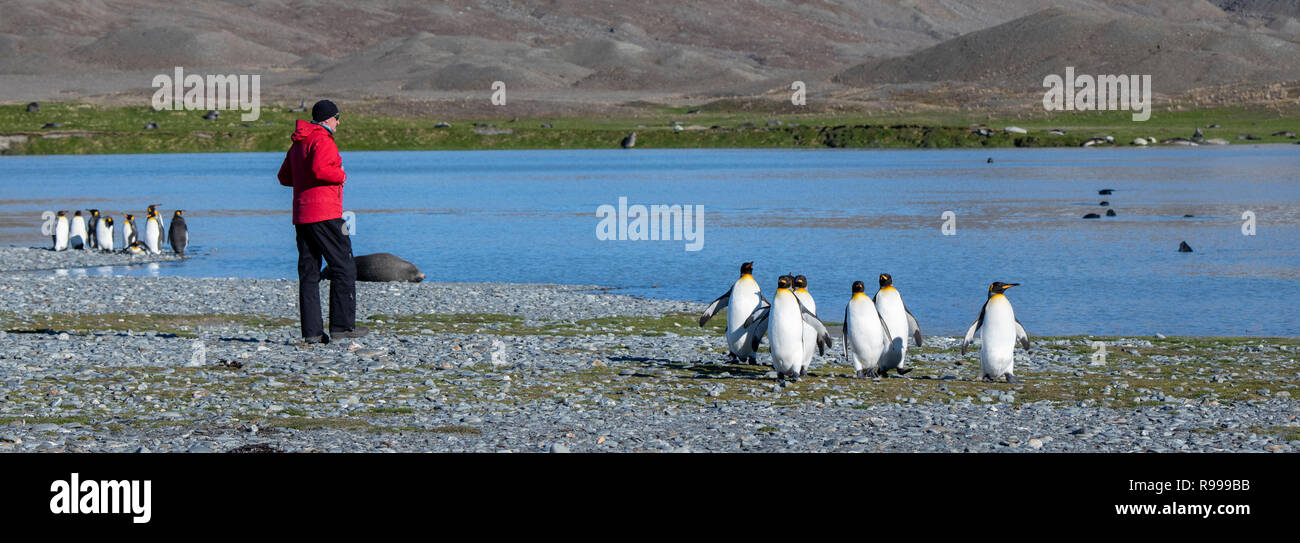 United Kingdom, South Georgia, Fortuna Bay. Adventure tourist exploring Whistle Cove with King penguins and fur seals. Stock Photo