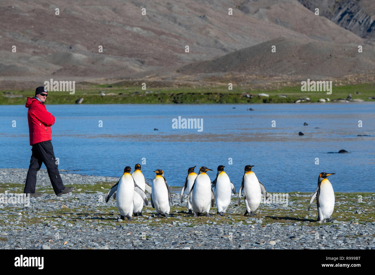United Kingdom, South Georgia, Fortuna Bay. Adventure tourist exploring Whistle Cove with King penguins and fur seals. Stock Photo