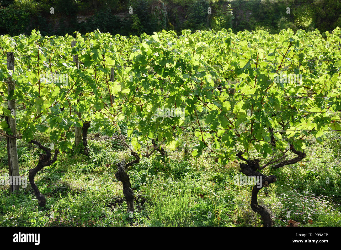 Grape vines at Denbies Wine Estate, London Road, Dorking, Surrey, England, United Kingdom Stock Photo