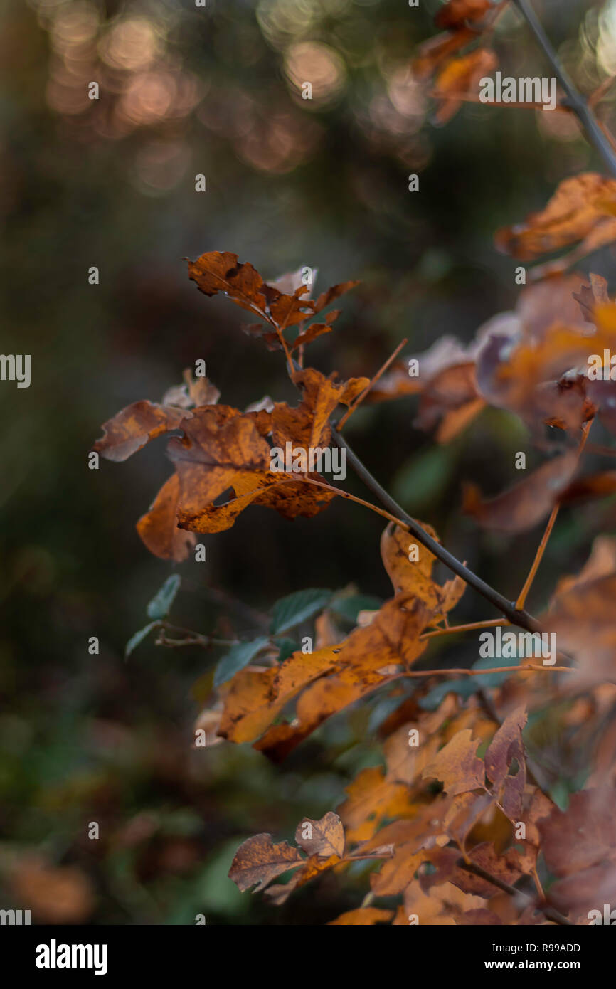 Fall colors of a plant in the shades of red, brown, orange and yellow. Fall, season concept. Stock Photo