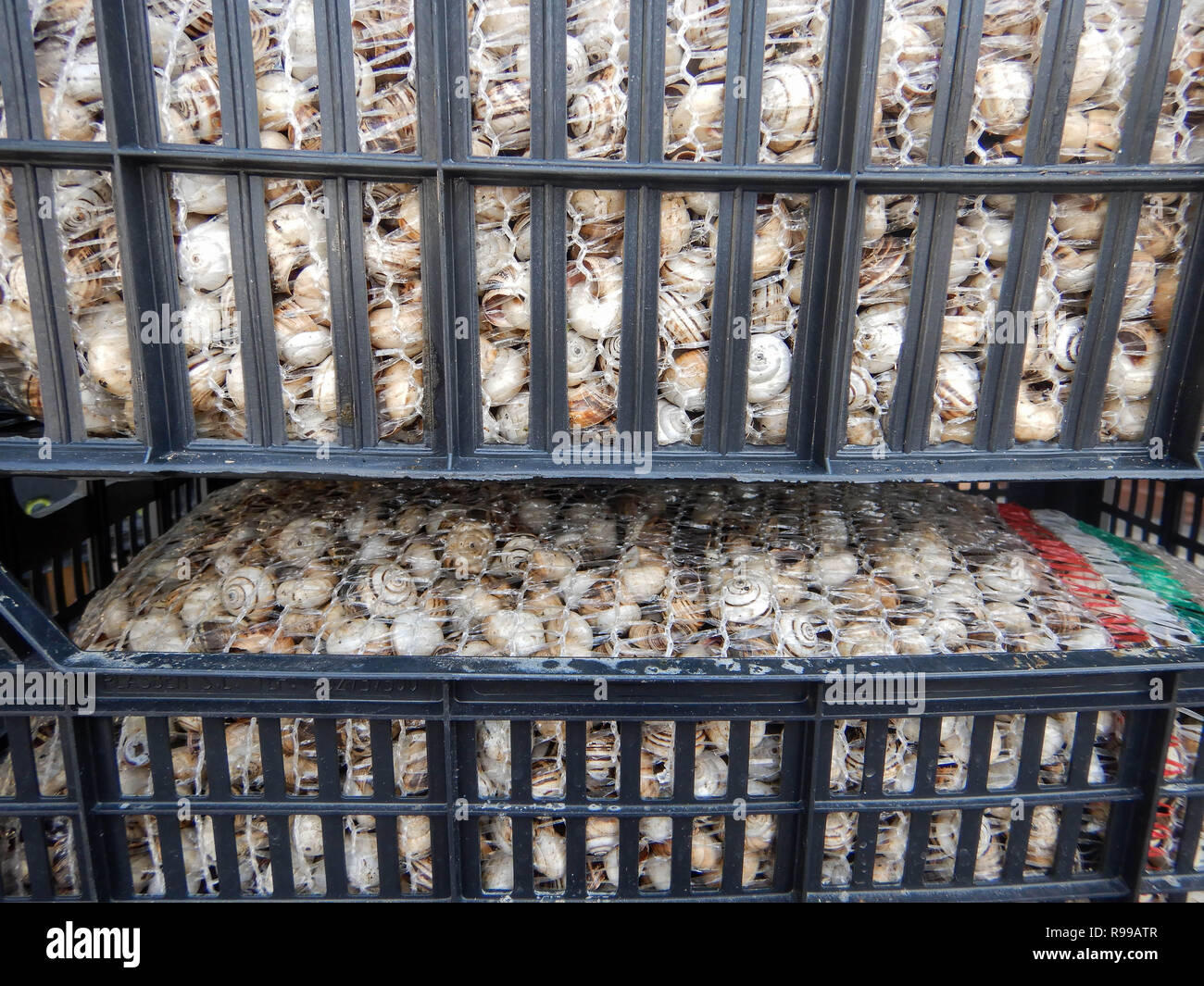 Snails in plastic boxes ready for sale Stock Photo Alamy