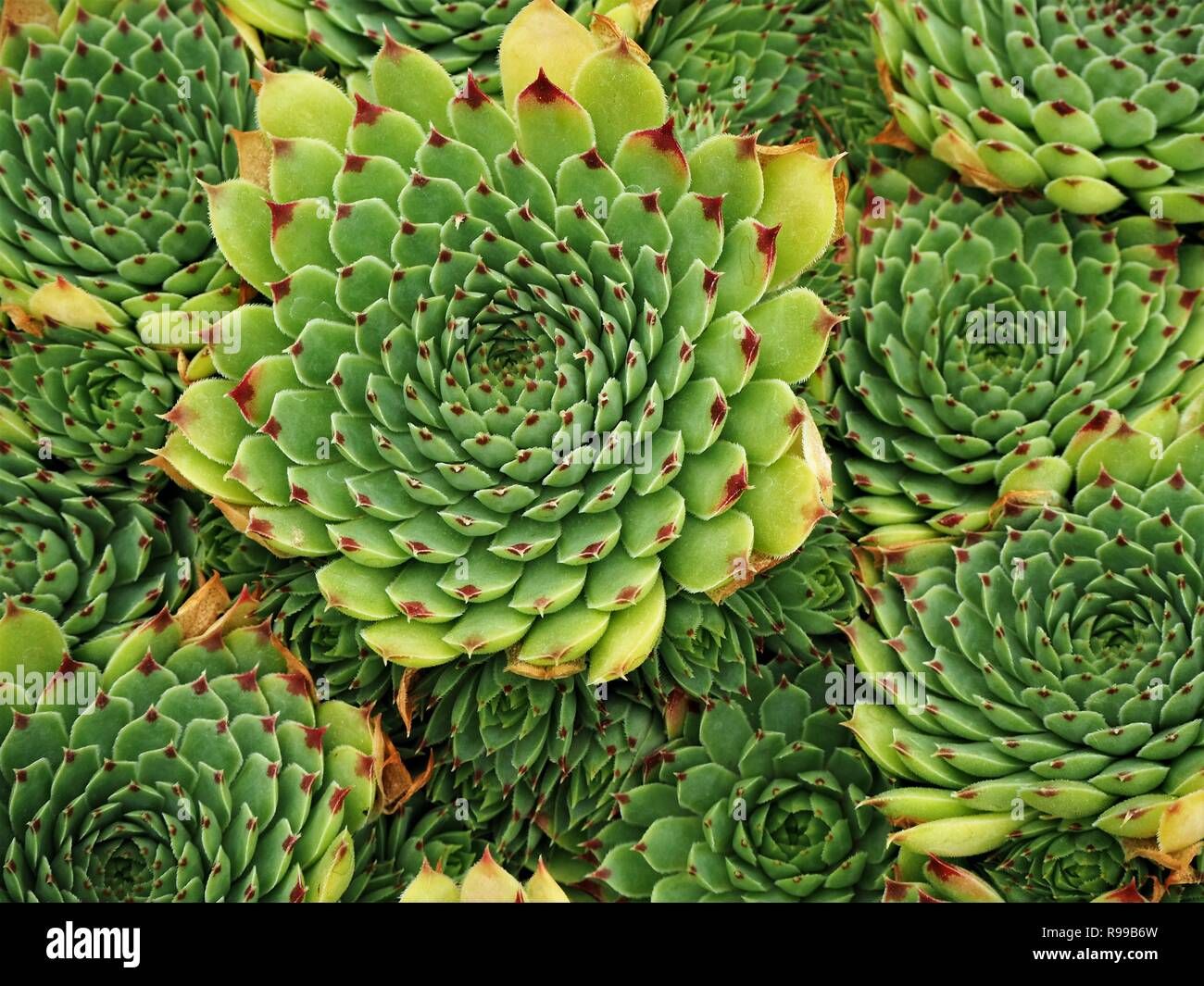 Sempervivum succulent plants with red tipped green leaves in a radial ...
