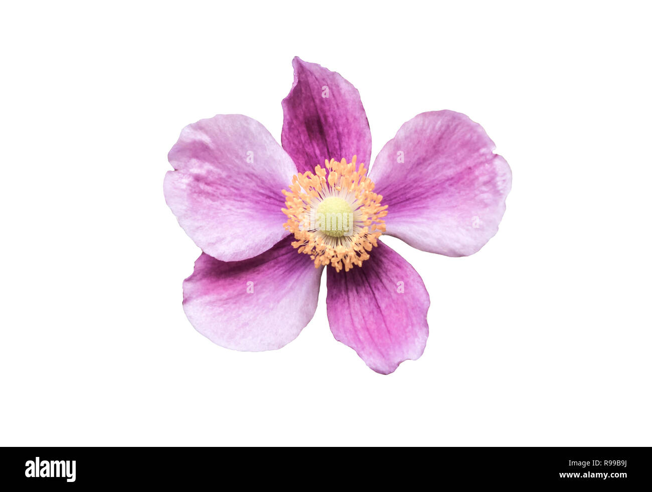 Anemone 'Little Princess' Flower on a white background from above Stock Photo