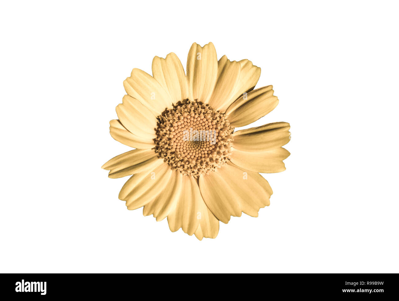 Yellow Daisy flower on a white background Stock Photo