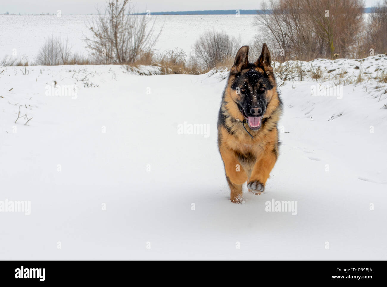 The big dog quickly runs on white soft snow Stock Photo