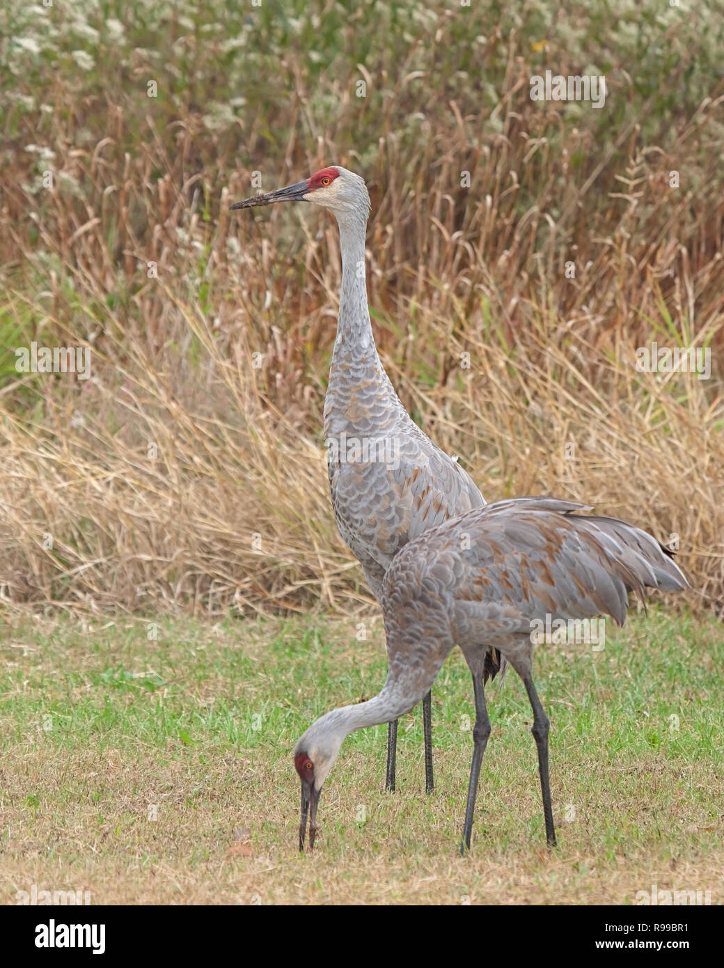 Two sandhill cranes walk in a meadow filled with prairie grass, gone to seed ironweed and goldenrod. One crane stands guard over the other as it eats  Stock Photo