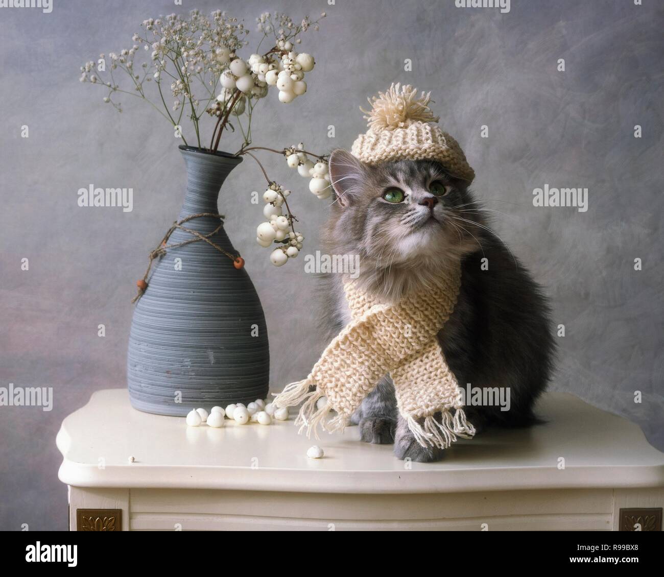 Funny kitty in hat on the white table Stock Photo