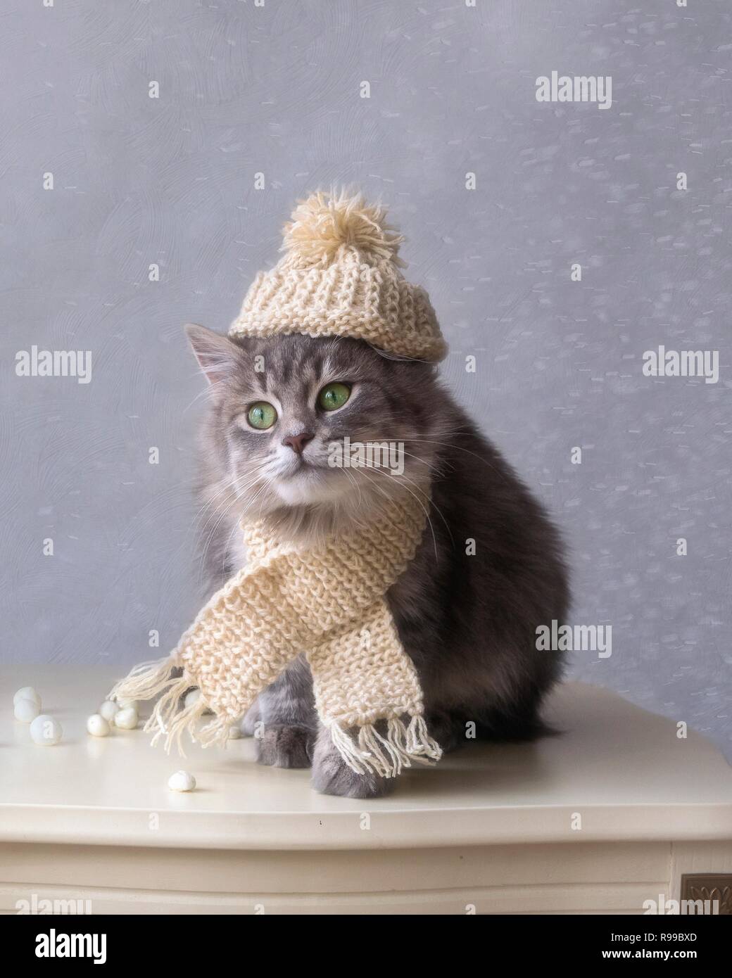 Funny kitty in hat on the white table Stock Photo